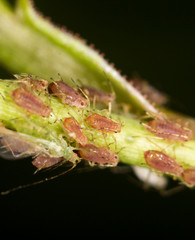 aphids on the plant. close