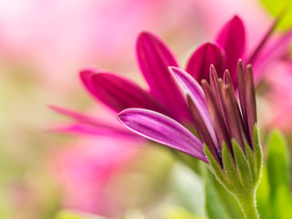 Osteospermum flowers