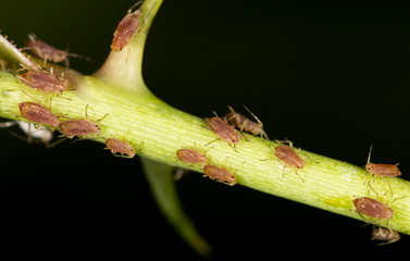 aphids on the plant. close