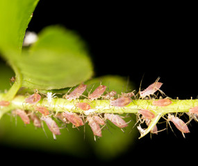aphids on the plant. close