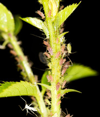 aphids on the plant. close