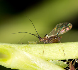 aphids on the plant. close