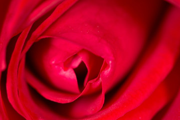Fototapeta na wymiar red rose as a background. close