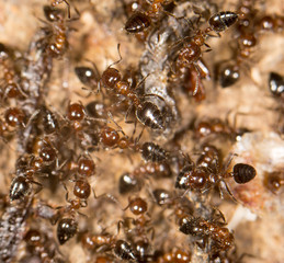 ants. close