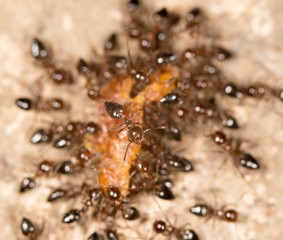 ants. close