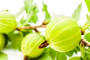 Grüne Stachelbeeren freigestellt