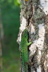 Green lizard on birch