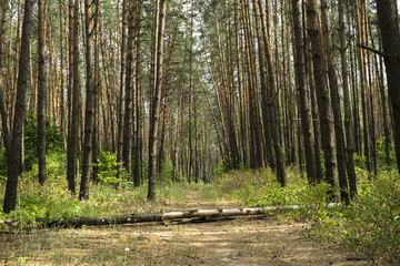 Fototapeta na wymiar Alley footpath in the pine forest