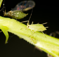 aphids on the plant. close