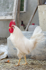 White cock in the village yard