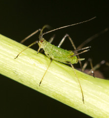 aphids on the plant. close