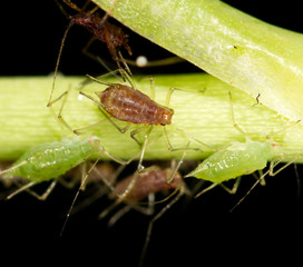 aphids on the plant. close