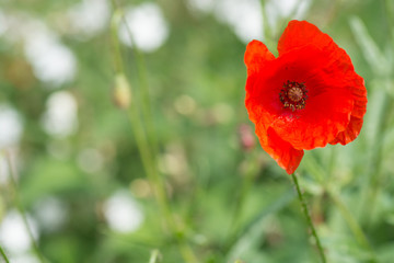 Fototapeta premium Mohn