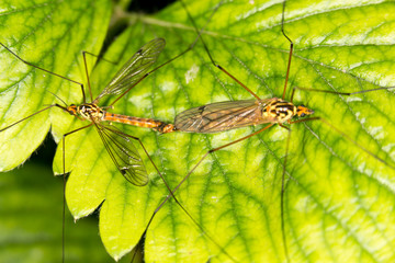 Mosquitoes make love