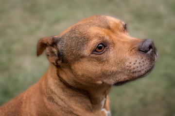 Staffordshire Bull Terrier | Stock image