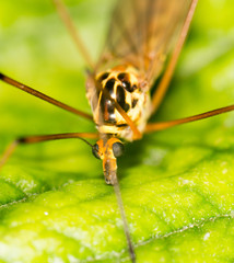 portrait of a mosquito. close