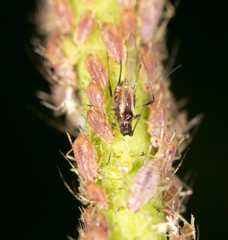 aphids on the plant. close