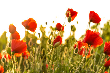 Obraz premium Early summer in Champagne, France