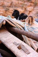 Maroc, animaux domestiques 2