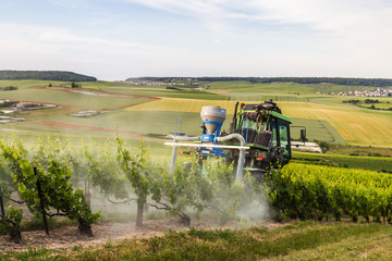Fototapeta premium Early summer in Champagne, France