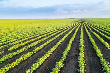 Soybean field ripening at spring season, agricultural landscape