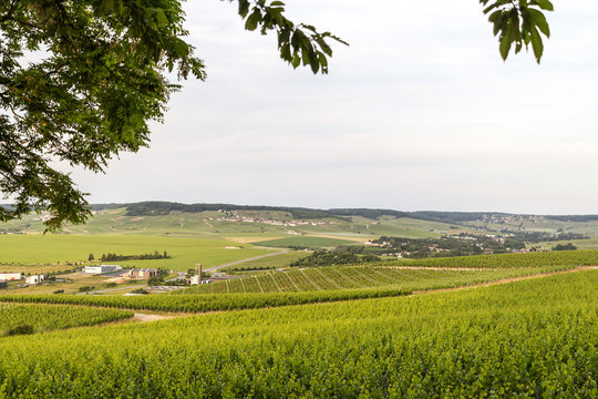 Early summer in Champagne, France