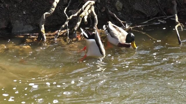 A pair of mallard ducks feeding with their heads under water.
