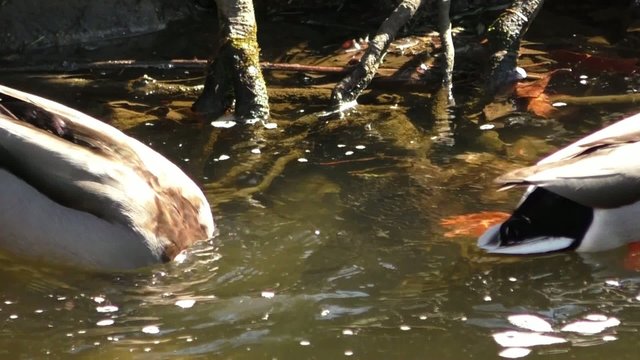 A pair of Mallard ducks feeding with their heads under water
