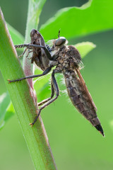 asilidae