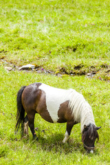 horse on meadow, Piedmont, Italy