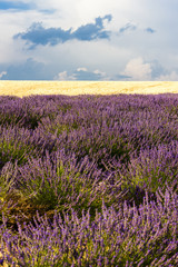 Fototapeta na wymiar lavender and grain field, Provence, France