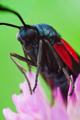 Zygaena filipendulae
