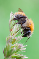 Bombus pascuorum