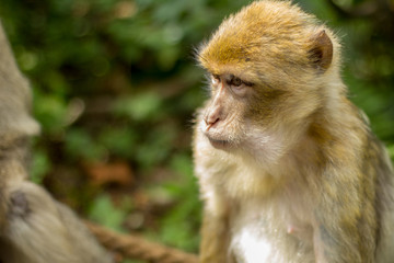 Berberaffe