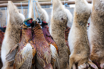 excludes of caught animals