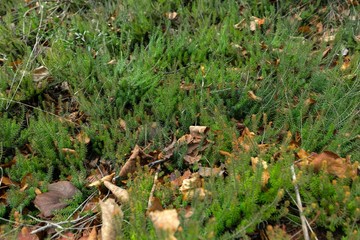 Green moss on tree trunk