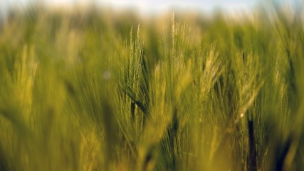 Closeup photo of some fresh wheat