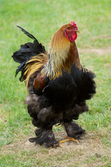 Coq Brahma dans une prairie
