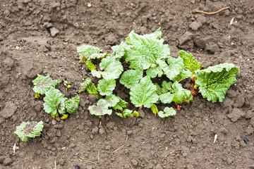 planting bed with seedlings of rhubarb