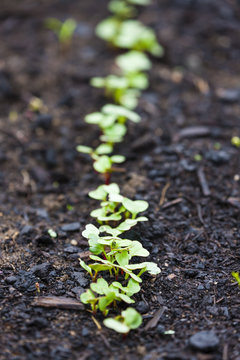 Planting Bed With Seedlings Of Radish