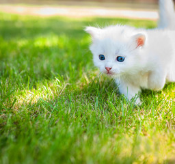 Little kitten in a basket on the grass