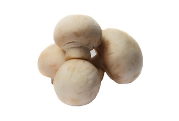 mushrooms isolated on white background