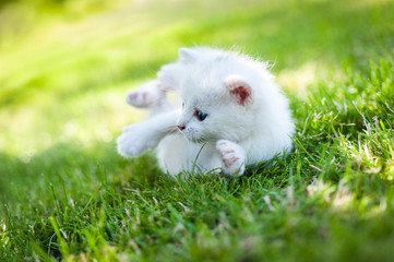 white kitten walking on the grass