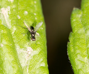 fly in nature. close-up