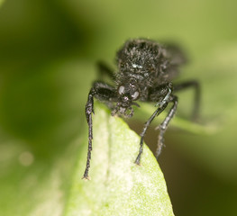 black fly on a green leaf. close-up