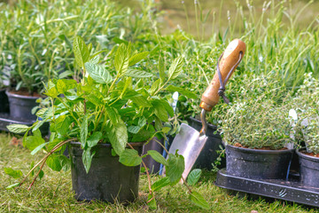 Planting mint and other mixed herbs