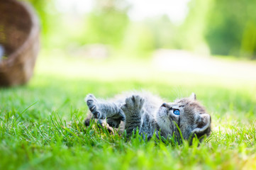 gray kitten walking on the grass