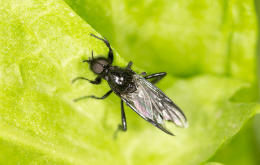 fly on a green leaf. close