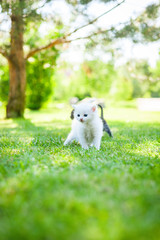 white kitten walking on the grass