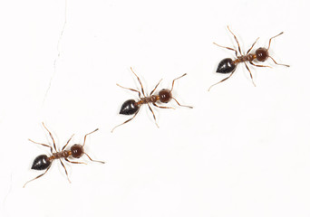 ants on a white wall